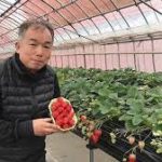 人生の楽園イチゴ農家(長谷部農園)は神奈川県藤沢市！通販お取り寄せや場所や料金は？