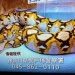 横浜ニシキヘビ脱走の住所は戸塚区名瀬町でマンション名特定か!飼い主の名前や顔画像は?