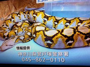 横浜ニシキヘビ脱走の住所は戸塚区名瀬町でマンション名特定か！飼い主の名前や顔画像は？